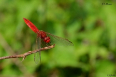 Crocothemis écarlate - Arnaud Rhodde