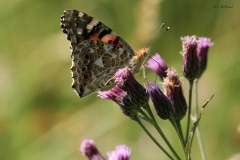 Belle dame - Fabrice Merland