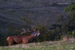 Cerf élaphe - Florian Schutt