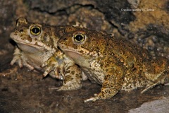 Crapaud calamite - Claudine Delmas