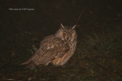 Hibou moyen-duc - Jean-Marc Cugnasse