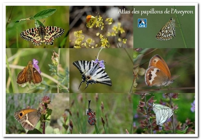 Atlas des papillons