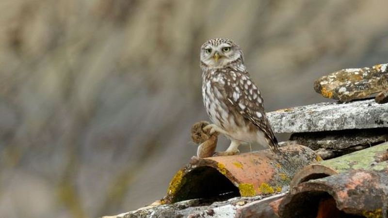 La vie sauvage dans les fermes